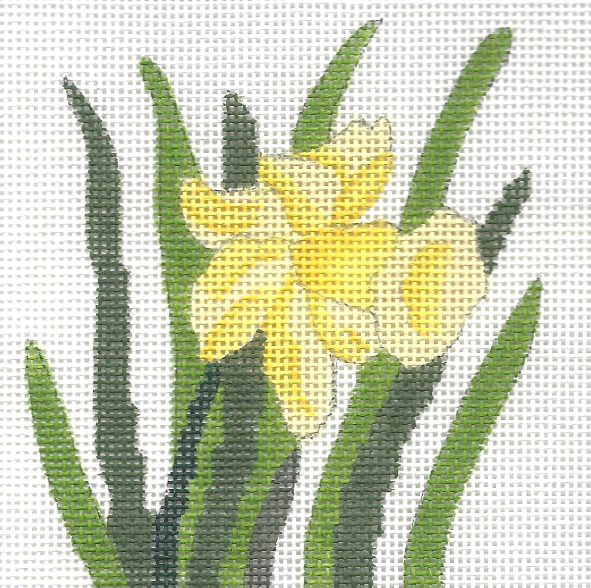 Daffodil
