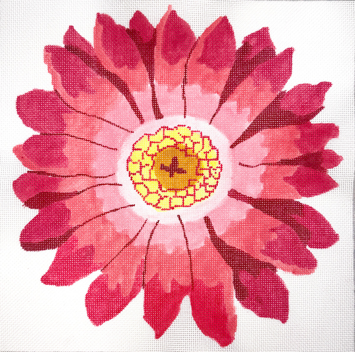 Flame Gerber Daisy