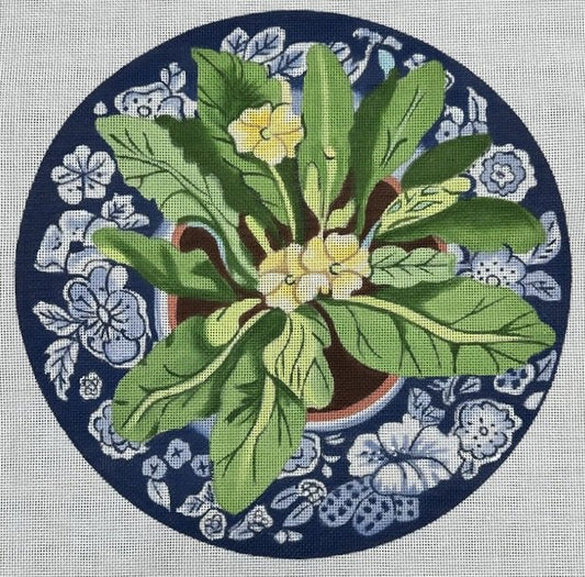 Primrose on Blue Plate