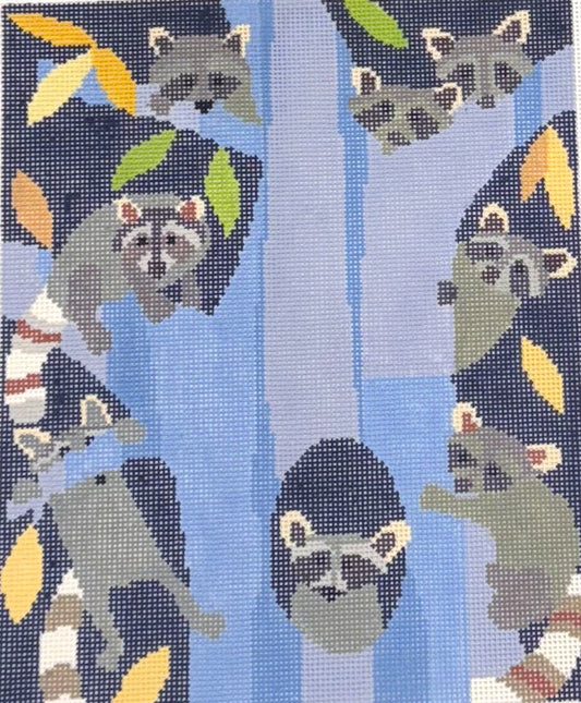 Raccoon Gaze